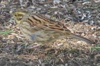 Emberiza cirlus