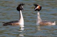 Podiceps cristatus