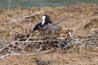 Fulica atra