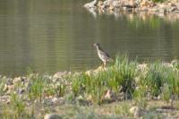 Calidris pugnax