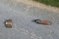 Falco tinnunculus