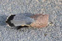 Falco tinnunculus