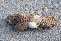 Falco tinnunculus