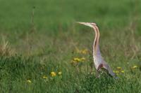 Ardea purpurea