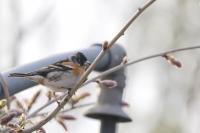 Fringilla montifringilla