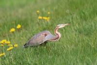 Ardea purpurea