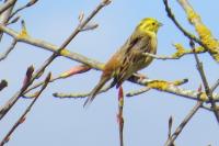 Emberiza citrinella