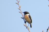Saxicola rubicola