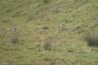 Calidris pugnax