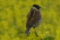 Emberiza schoeniclus