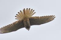 Falco tinnunculus