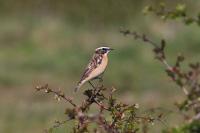 Saxicola rubetra