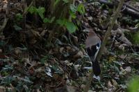 Garrulus glandarius