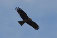 Milvus migrans