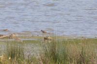 Charadrius dubius