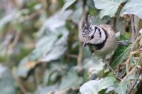 Lophophanes cristatus