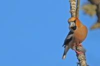 Coccothraustes coccothraustes