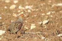 Perdix perdix