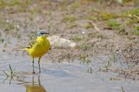 Motacilla flava