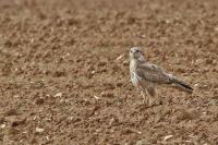 Buteo buteo