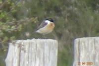 Saxicola rubicola