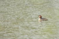 Podiceps cristatus