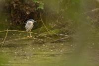Nycticorax nycticorax