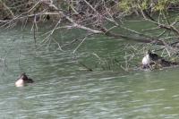 Podiceps cristatus