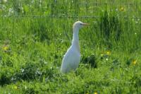 Bubulcus ibis