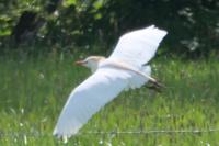 Bubulcus ibis
