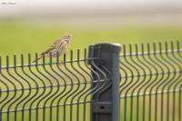 Pipit farlouse