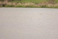 Recurvirostra avosetta