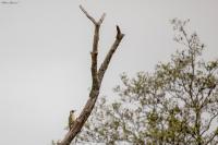 Picus viridis