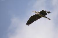 Ardea cinerea