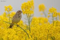 Emberiza calandra