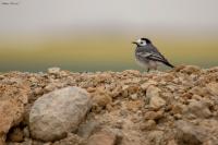Motacilla alba