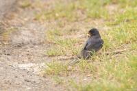 Hirundo rustica