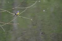 Motacilla cinerea