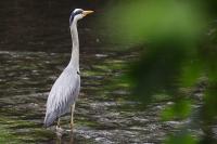 Ardea cinerea
