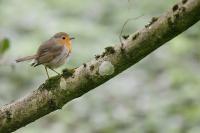 Erithacus rubecula