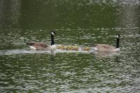 Branta canadensis