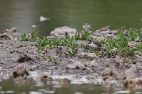 Charadrius dubius