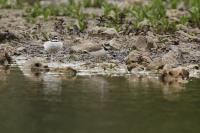 Charadrius dubius