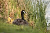 Branta canadensis
