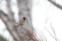 Saxicola rubicola