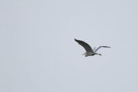 Ardea cinerea