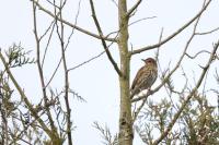 Turdus philomelos