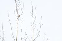 Turdus iliacus