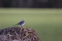 Motacilla alba