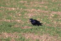 Corvus frugilegus